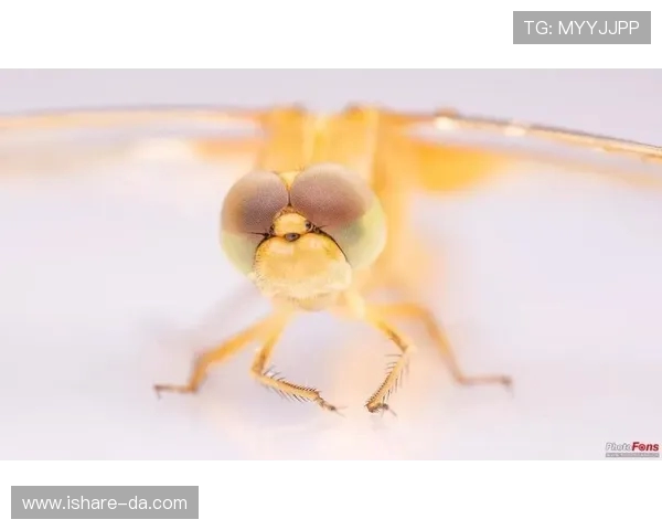 王芳亲述网球技巧与心得分享助你提升球技的秘密武器